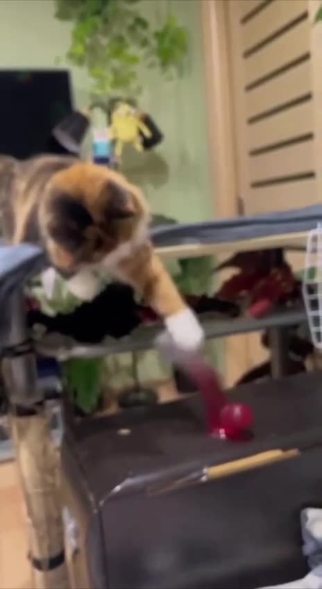 The cat found a new toy 😁