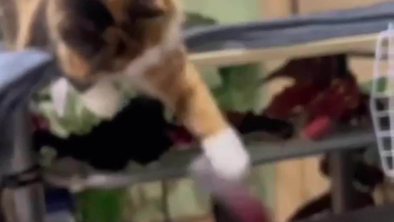 The cat found a new toy 😁