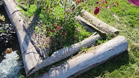 Don Juan Climbing Rose