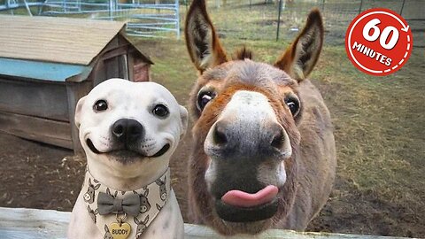 Funny dog video 😂