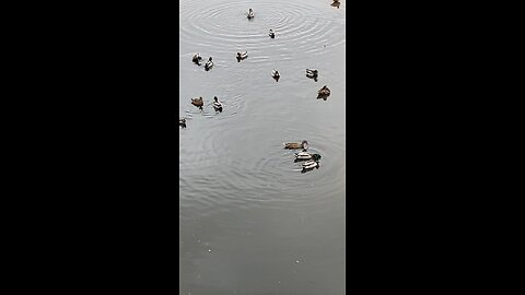 Mallard Ducks 🦆 #mallardducks #ducks #duck #swimming #viral #trending #shorts #followme #rain