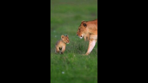 ANIMALS