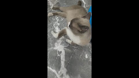 แมวเหมียวชอบนอน