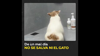 Gato entra en trance bajo el agua