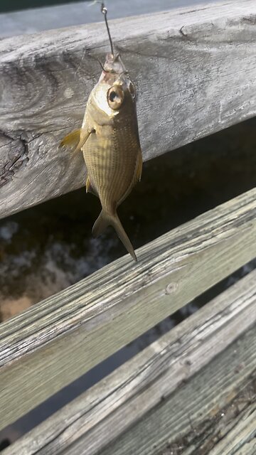 Nice fish