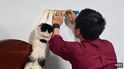 When a Cat Turns Everyday Life Into Something Silly 🤣