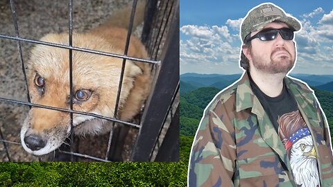 Does Finnegan Fox Want To Go For A Walk? (SaveAFox) - Reaction! (BBT)