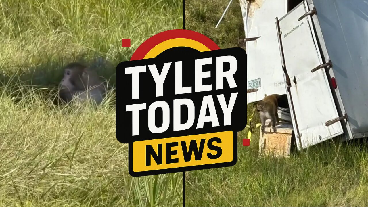 Lab monkeys that escaped after accident have nearly all been "destroyed"