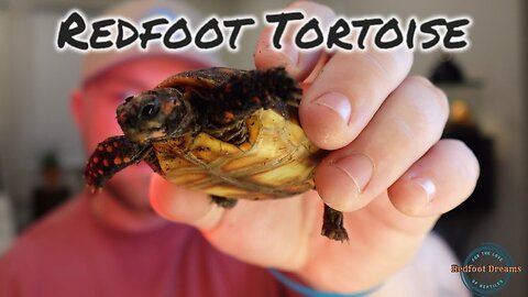 5 Reasons You Need a Redfoot Tortoise