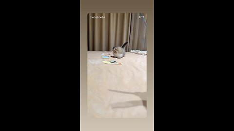 Playful little kitty