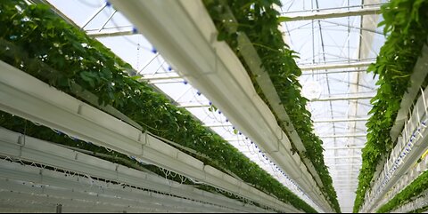 Aquaponics for Mini Farming