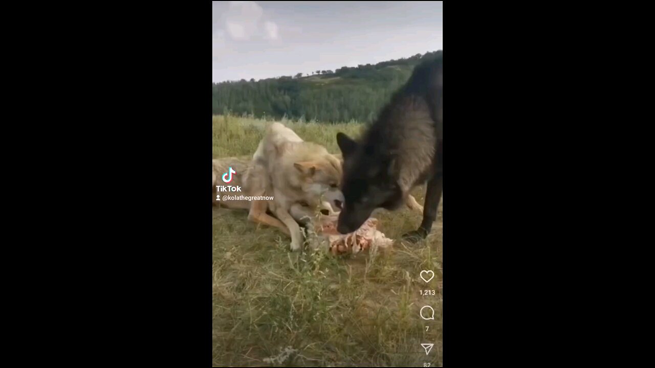 BLACK WOLF 🐈‍⬛ INVITE HIS SELF TO A PICNIC