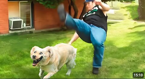 Funniest Animal Videos 😹 When Animals Totally Lose Control 🤪
