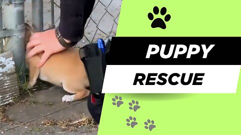 ❤️ From Trapped to Loved 🐶 The Miracle Journey of a Puppy You Must See