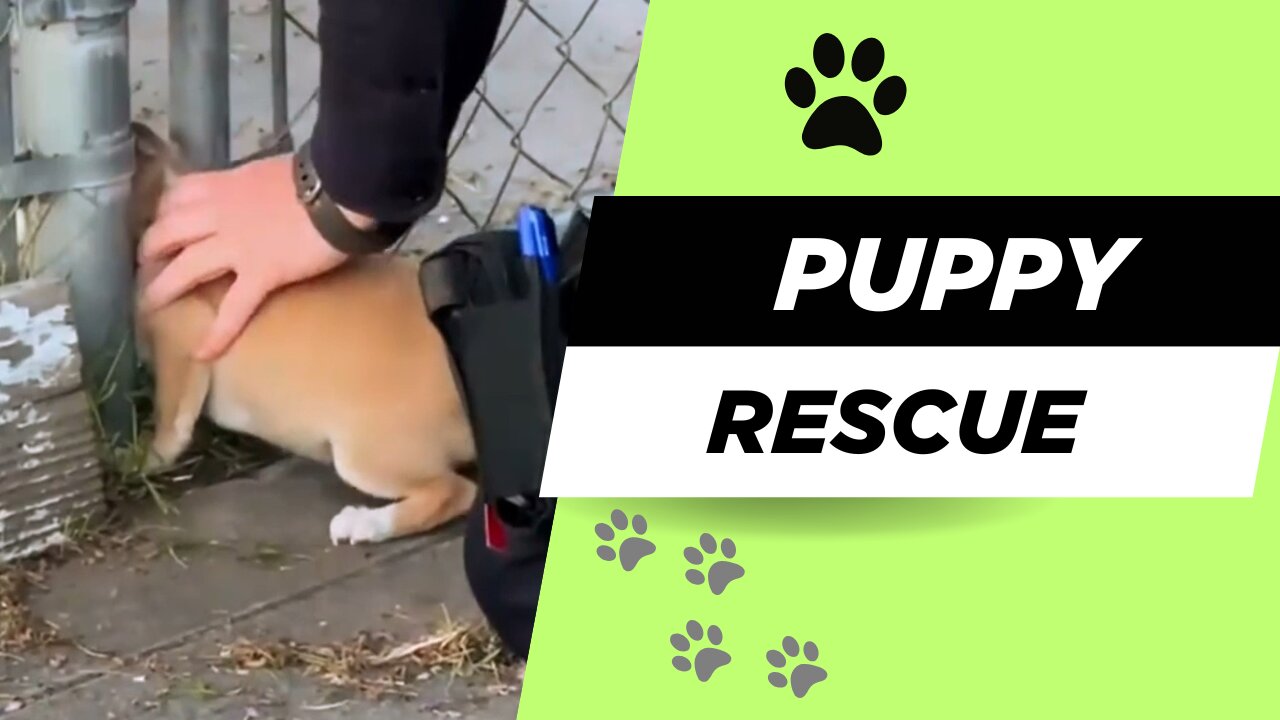 ❤️ From Trapped to Loved 🐶 The Miracle Journey of a Puppy You Must See