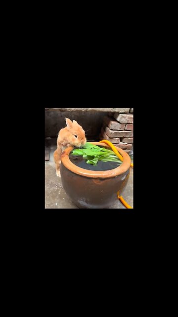 It's so hot that the little rabbit jumped into the bath.