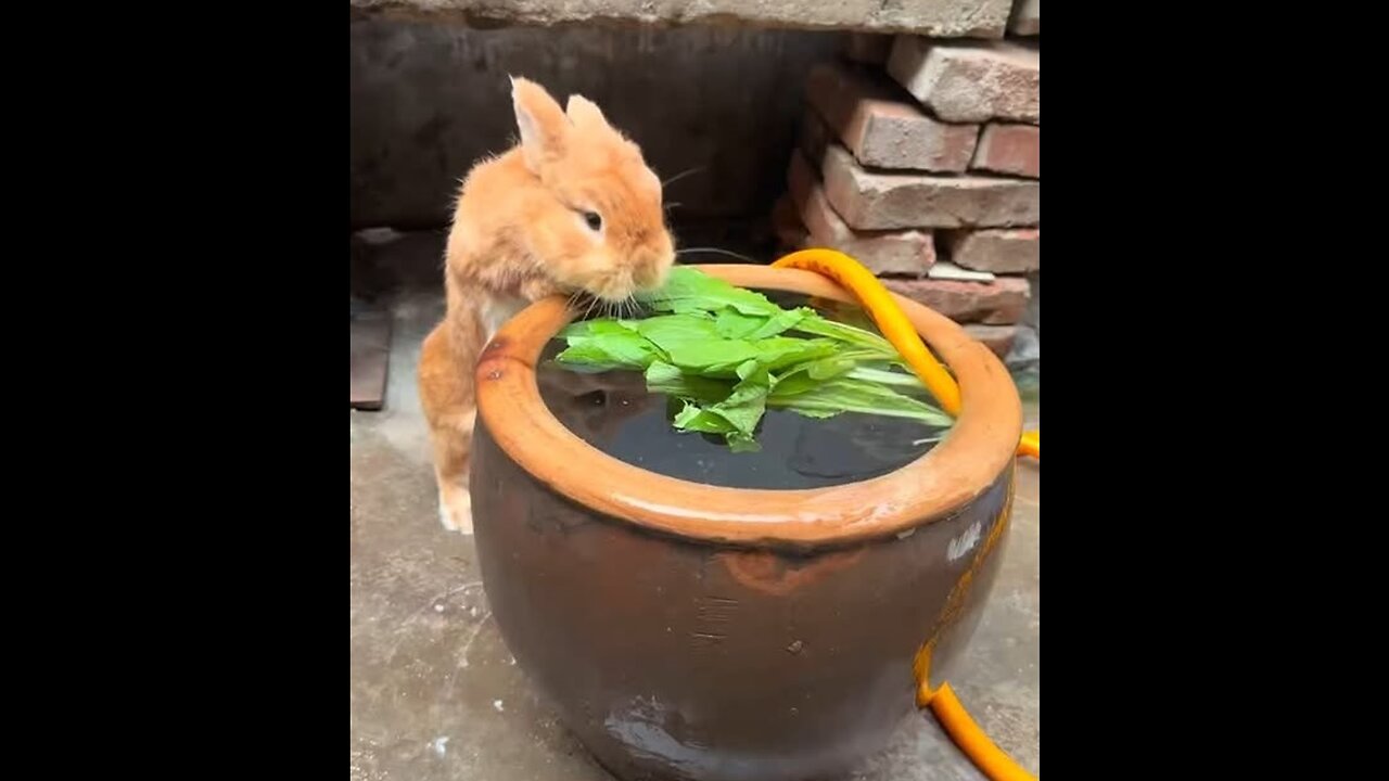 It's so hot that the little rabbit jumped into the bath.