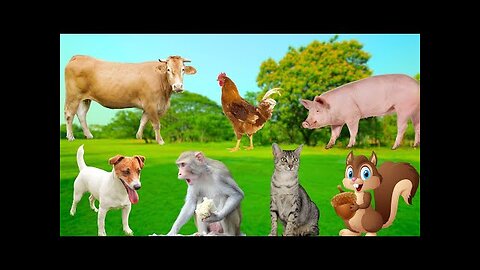 Friendly Animals - Squirrel, Cow, Dog, Goat, Cat, Chicken, Monkey, Dolphin, Pig - Animal Moments