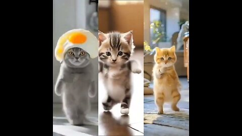 Groovy Dancing Cats: AI-Animated Feline Fun Jam! 🐱🎶💃
