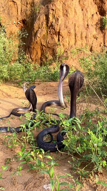 All Snakes left together 😱 🐍