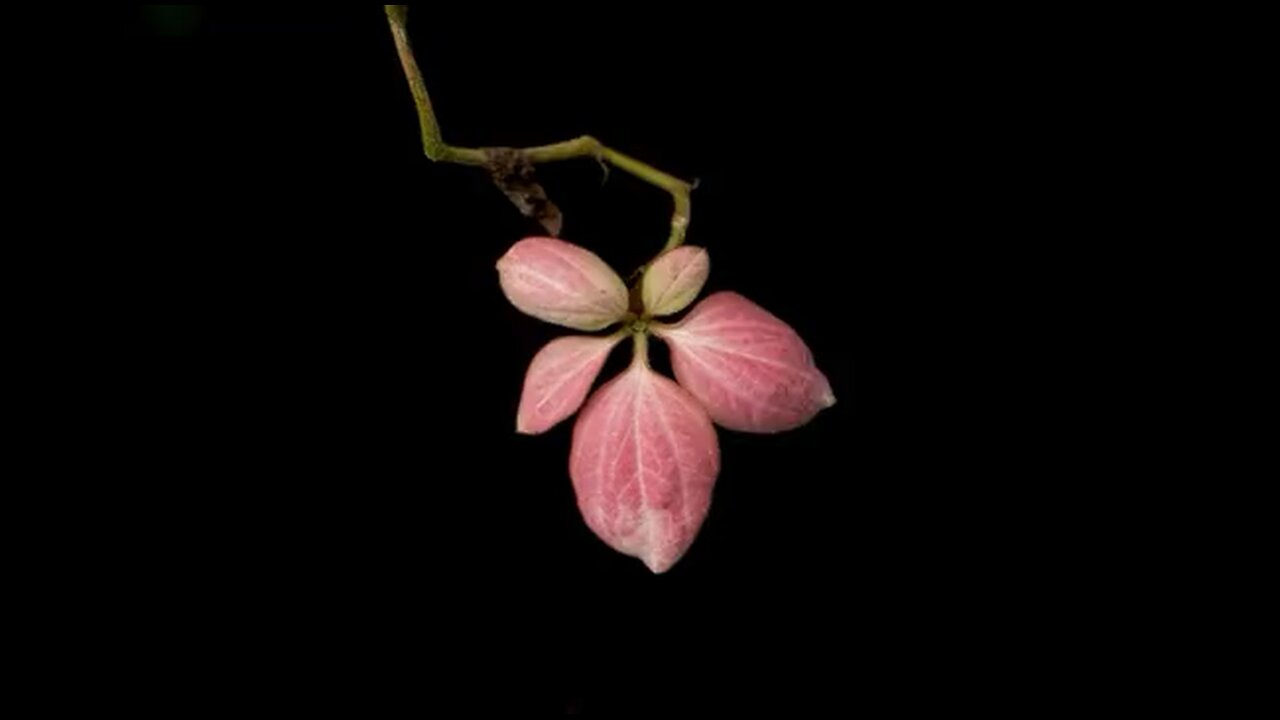 Crecimiento geométrico