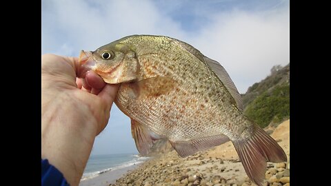 Southern California Surf Fishing Report 12 19 25