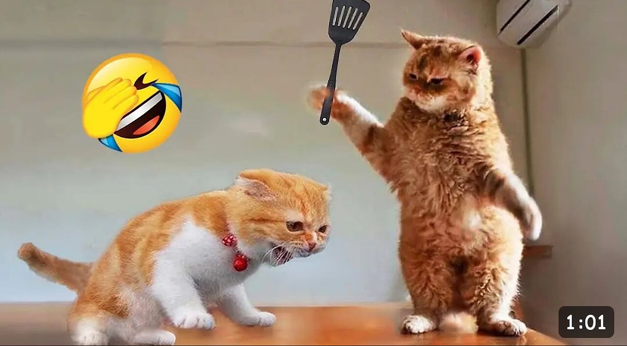 Funniest_Animals_2023_😂_New_Funny_Cats_and_Dogs_Videos_😻🐶_Part_1(