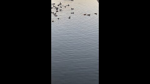 Mallard Ducks 🦆 #mallardducks #ducks #duck #swimming #followme #shorts #trending #viral