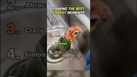 Ranking The Best Parrot Moments