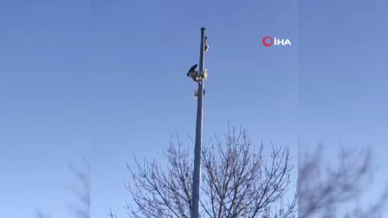 Karganın sesini duyanlar kulaklarına inanamadı: 'Allah' diye bağırıyor