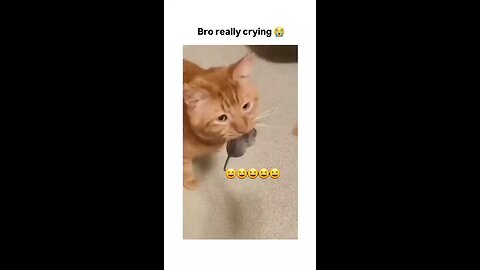 bro litrly crying 😭😂 little cat