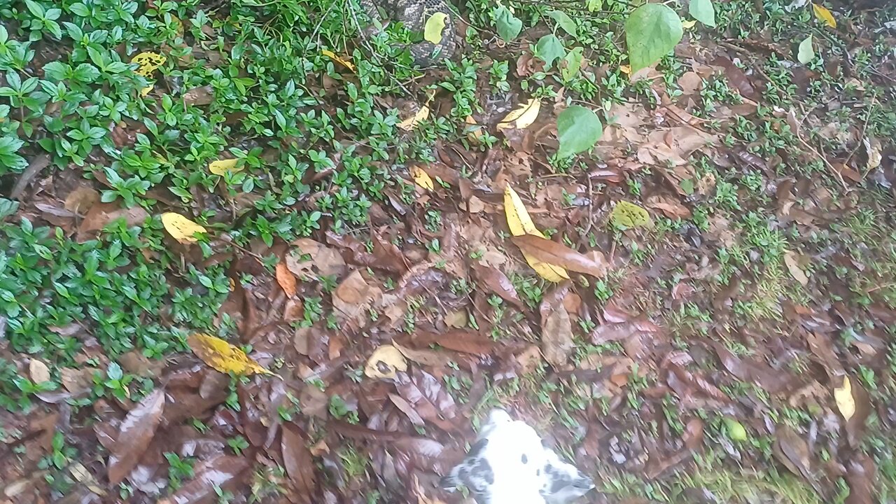 our new pup meets a big snake