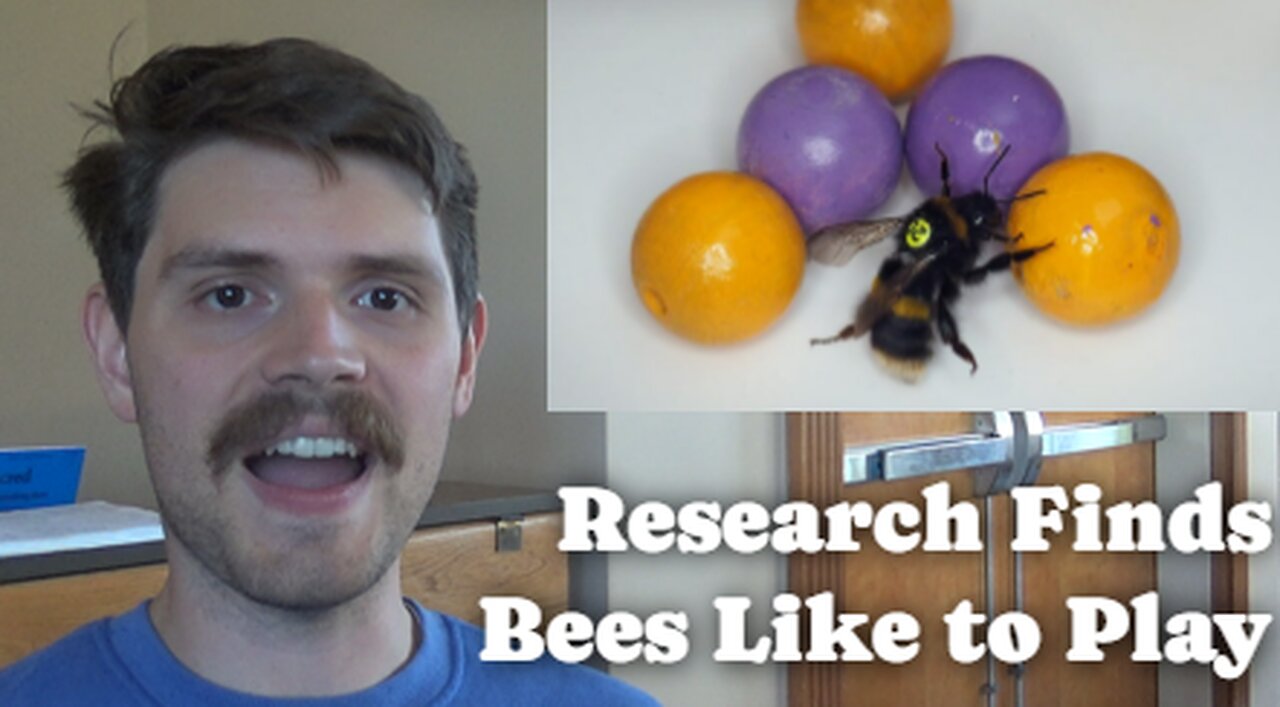 Research Finds Bees Like To Play