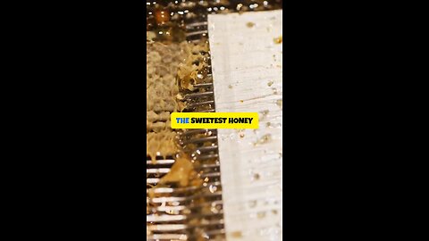 The Sweetest Honey Comes from the Hardest Seasons 🍯❄️ | Hive Within Qassim