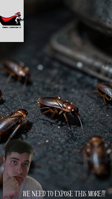 Shalacks Aka Cockroaches are in Vegan meals and Used as a Flavory Substance