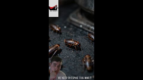 Shalacks Aka Cockroaches are in Vegan meals and Used as a Flavory Substance