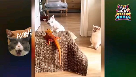 Funny videos of cats- compilations🤣😂🙈