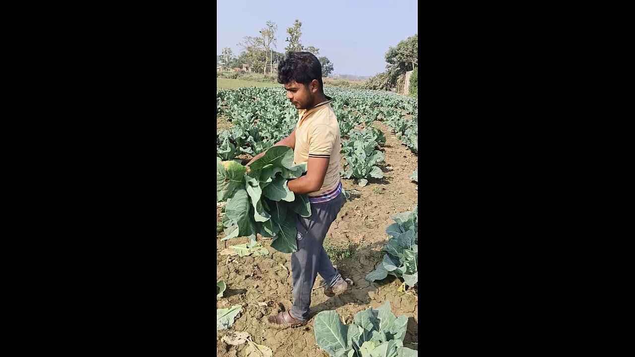 Cauliflower 🥦 cutting 🥦✂️🥬✂️