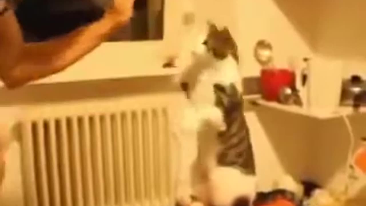 Playtime Bliss: Cute Cats & Kittens Stealing Hearts"