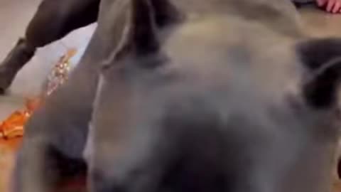 Dog vs Human Challenge 😱