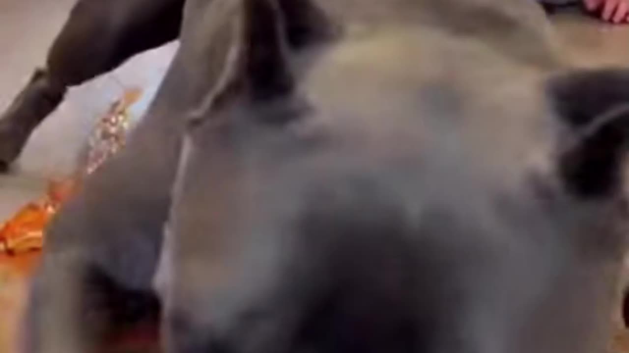 Dog vs Human Challenge 😱