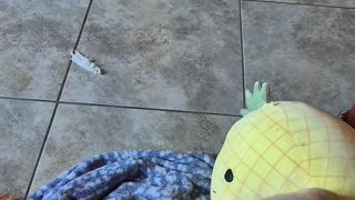 😂🐾 Derp's Hilarious Body Confusion Will Make You Laugh! | FunFM