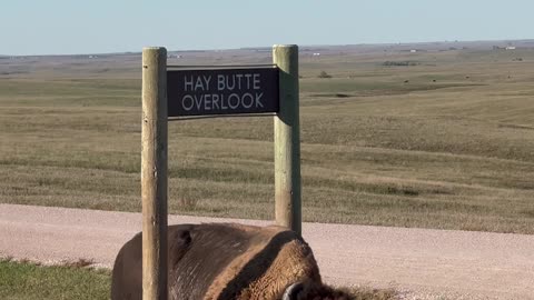 Bison Scratching an Itch