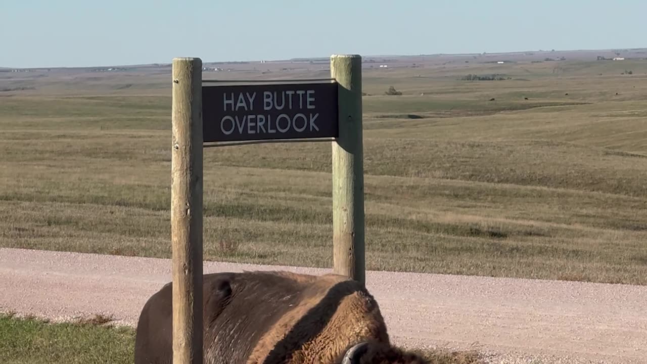 Bison Scratching an Itch