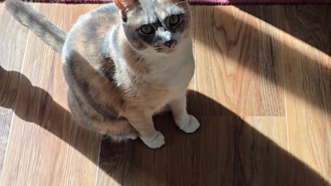 Miss Kitty.