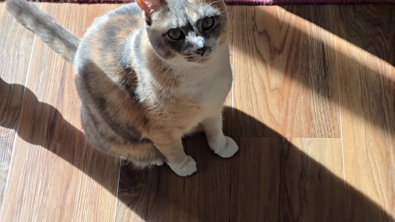 Miss Kitty.