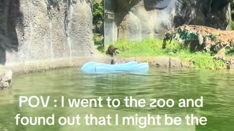 The Unexpected Otter Whisperer 🦦💫