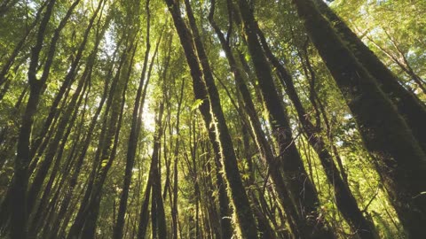 体高30cm!? 森に生まれた最初の“馬”