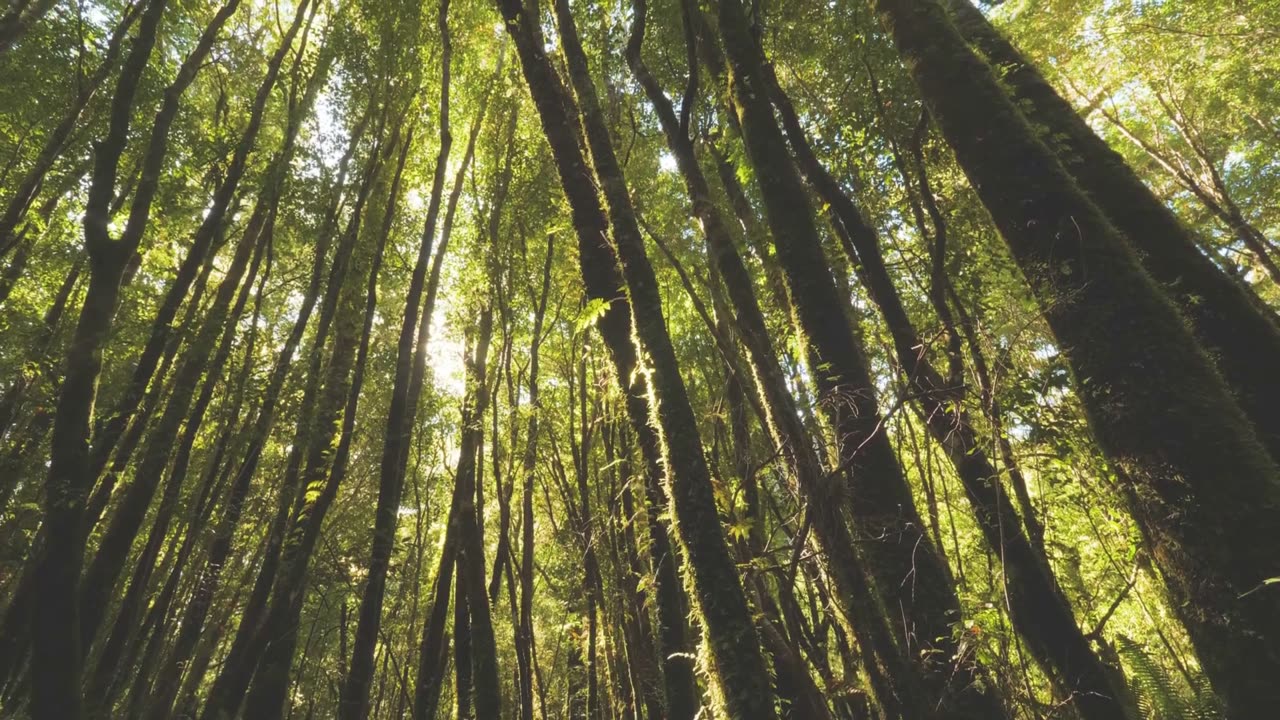 体高30cm!? 森に生まれた最初の“馬”