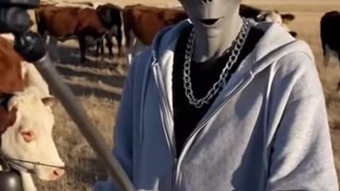 Alien observes cows 2 - Sora 2 AI VIDEO